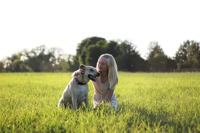 Essential Guide to Choosing the Best Pet Training Pads